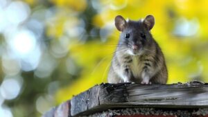 Rodent Removal